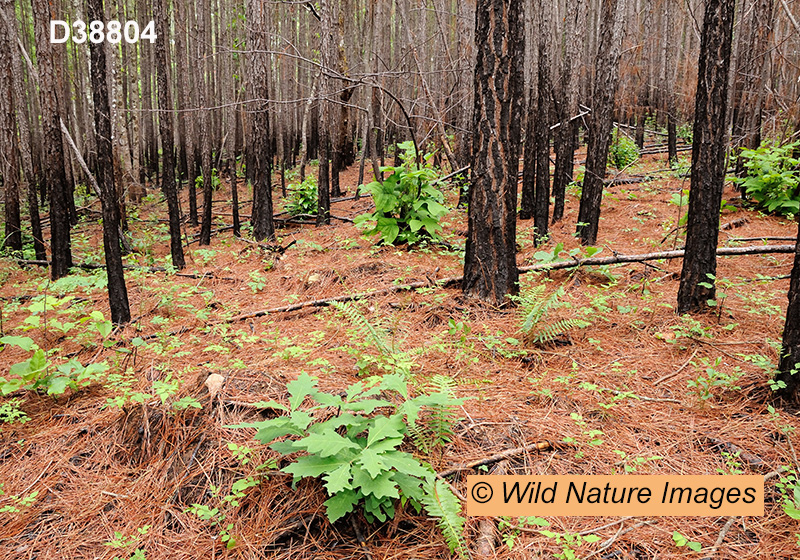 Southeastern Mixed Forests 